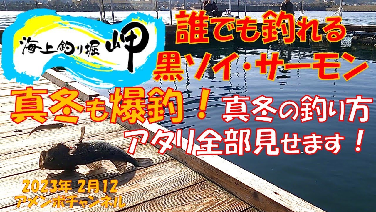 海上釣堀岬 誰でも釣れる 激うま黒ソイ 爆釣 アメンボチャンネル