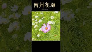 113/2/8南州花海