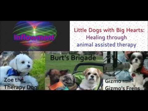 inflowment-little-dogs-with-big-hearts:-healing-through-animal-assisted-therapy