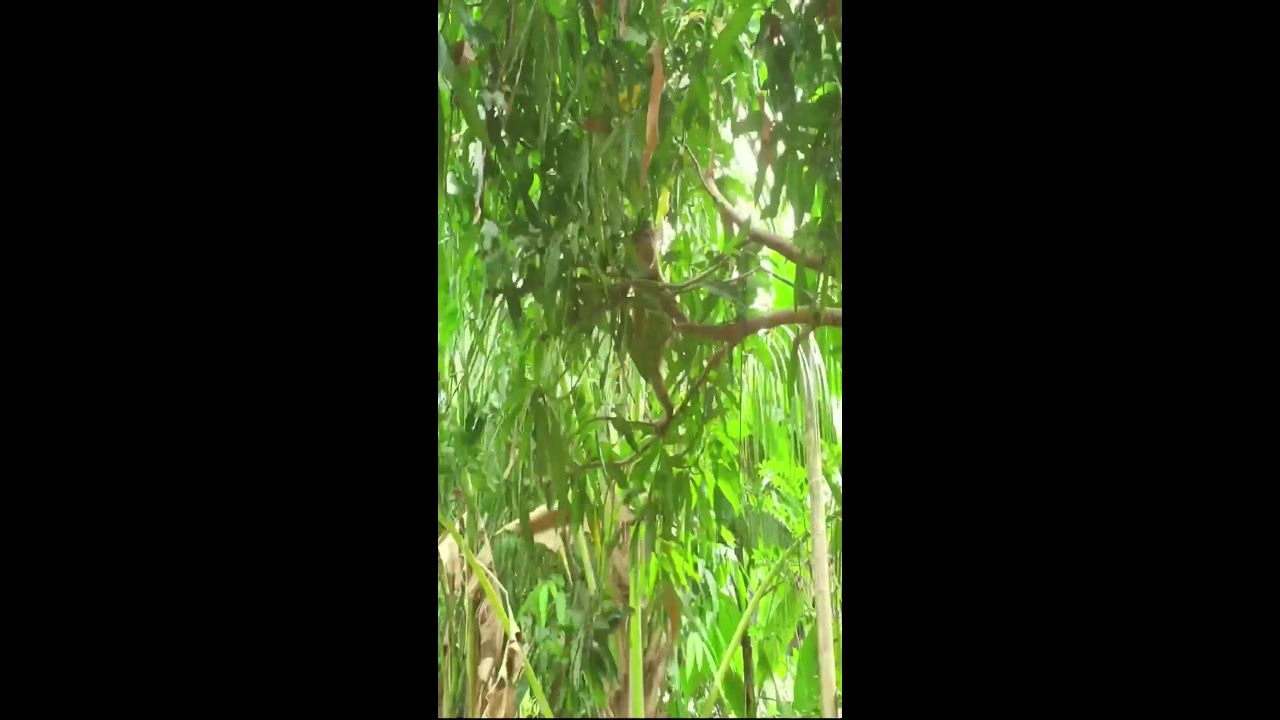 Monkey Icy & Bryan are having snack.........