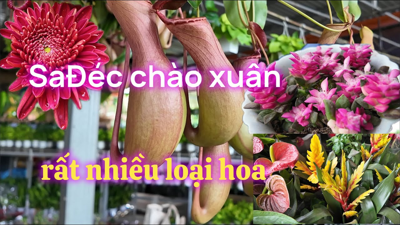Xôn Xao - Làng Hoa SaĐéc Chào Xuân 2026 - Với Rất Nhiều Loại Hoa