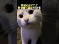 ㊗️130万再生🌸警戒心どこいった？人懐っこい猫#海外 #動物 #funnyanimals