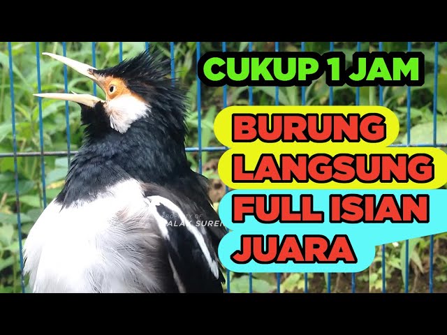 JALAK SUREN GACOR FULL ISIAN JUARA paling mudah untuk PANCINGAN MASTERAN semua BURUNG JALAK class=