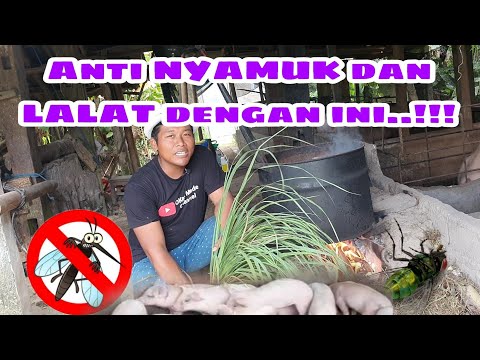 Video: Dalam tuan lalat bagaimana babi mati?