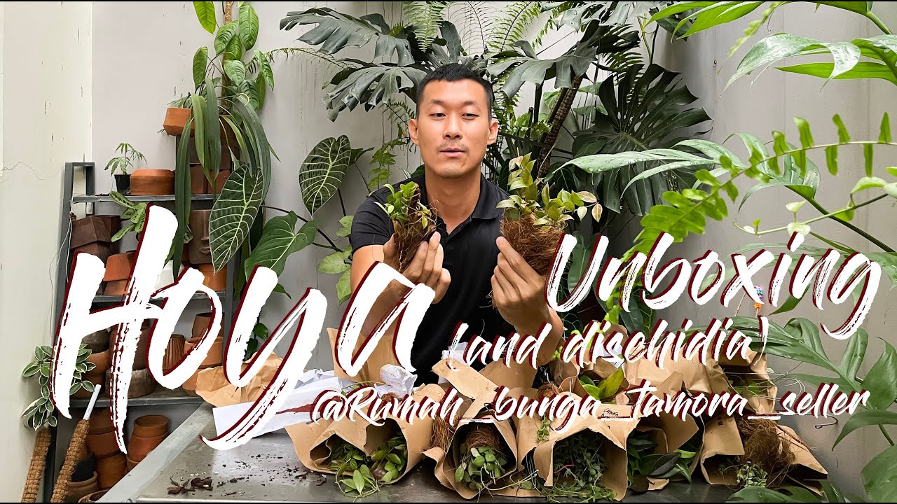 TONS of Hoya and Dischidia Unboxing! Gifted by @rumah_bunga_tamora_seller