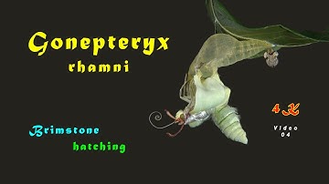 Gonepteryx rhamni, Brimstone, Zitronenfalter, Hatching, 4K, trilingual, Video 04