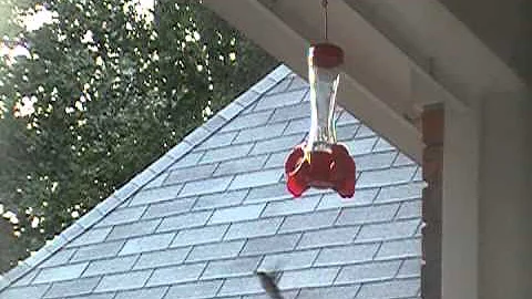 Hummingbirds at the Hartwig's