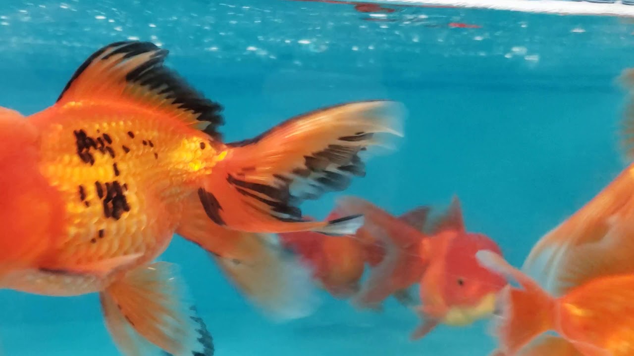 Imported Chinese Oranda Goldfish (XXL) | PetKioskLive.com - YouTube