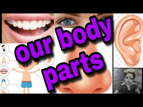 Internal Body Parts - YouTube