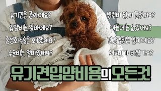 유기견 입양 비용 공개! 입양비부터 병원비까지💰 How Much Does It Cost to Adopt a Shelter Dog?💰