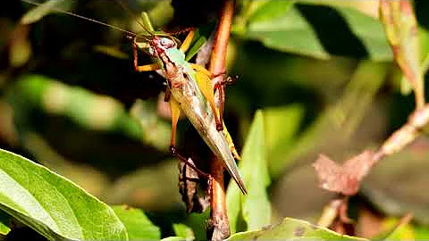 Beautiful Wildlife of Huntley Meadows, Virginia 2025