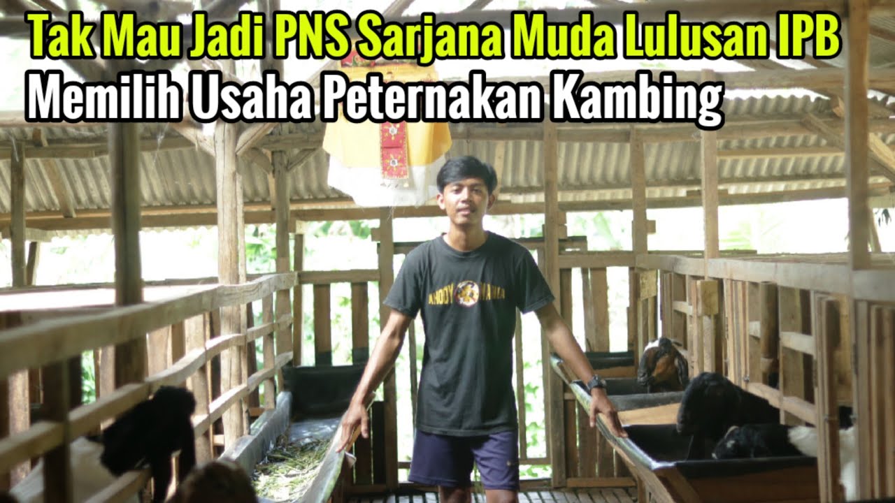 Sarjana Muda Lulusan IPB Yang Memilih Beternak Kambing Punya Kandang Mewah Dan Terkoleksi