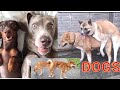 TOP 5 BREEDS OF DOGS(PITBULL,LAB,ROTT,GERMAN SHEPHEARD,PUG,ST.BERNARD)