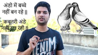 अंडो में बच्चे नहीं बन रहे / कबूतरी अंडे नहीं रख रही || PIGEON INFERTILITY HOME REMEDIES || screenshot 5