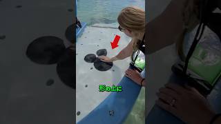 【水族館】ミッキーマウスに手を置くとエイが近づく！驚きの体験