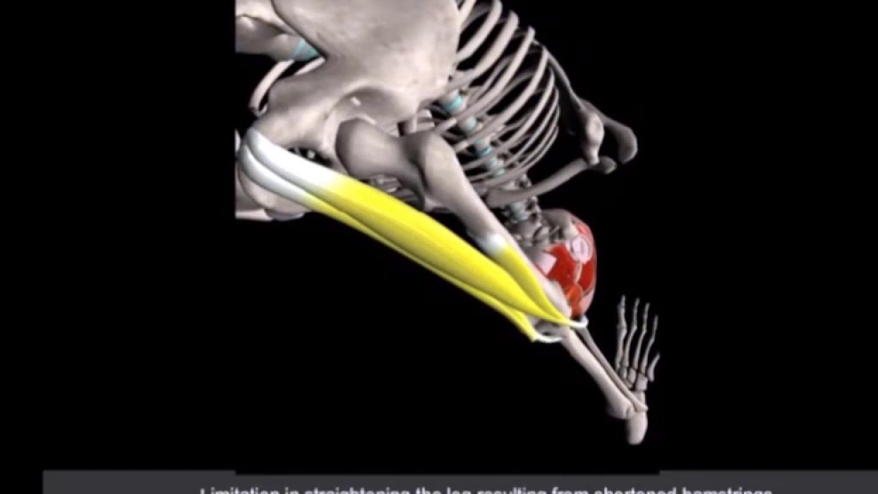 Head To Knee Forward Bend Yoga Pose Janu Sirsasana 3d Yoga Anatomy Youtube