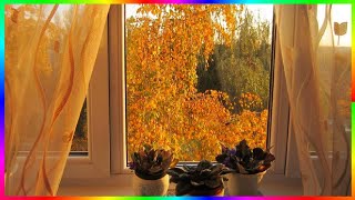 Зазолотились берёзы под окнами Золотая осень прекрасна🍂🍁