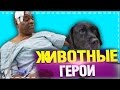 10 ЖИВОТНЫХ ГЕРОЕВ, СПАСШИХ ЛЮДЕЙ