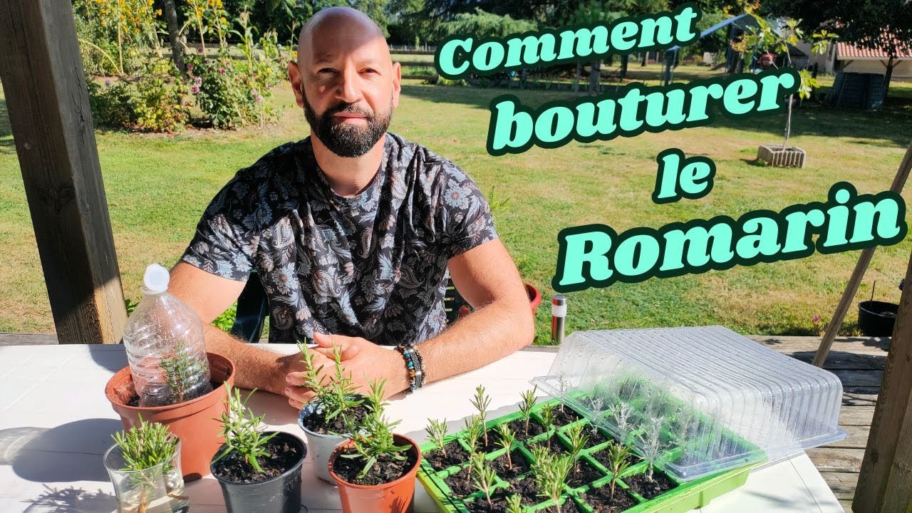 Comment bouturer le romarin.