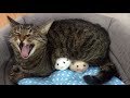 ハムスター２匹を触ろうとするとブチギレる狂暴猫