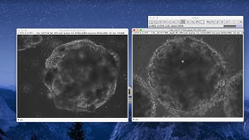 ImageJ Tutorial: How to Combine Videos Side-by-Side