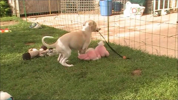 Two whippet brothers playing with their mom