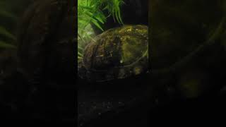 my oldest brother turtle rosko.