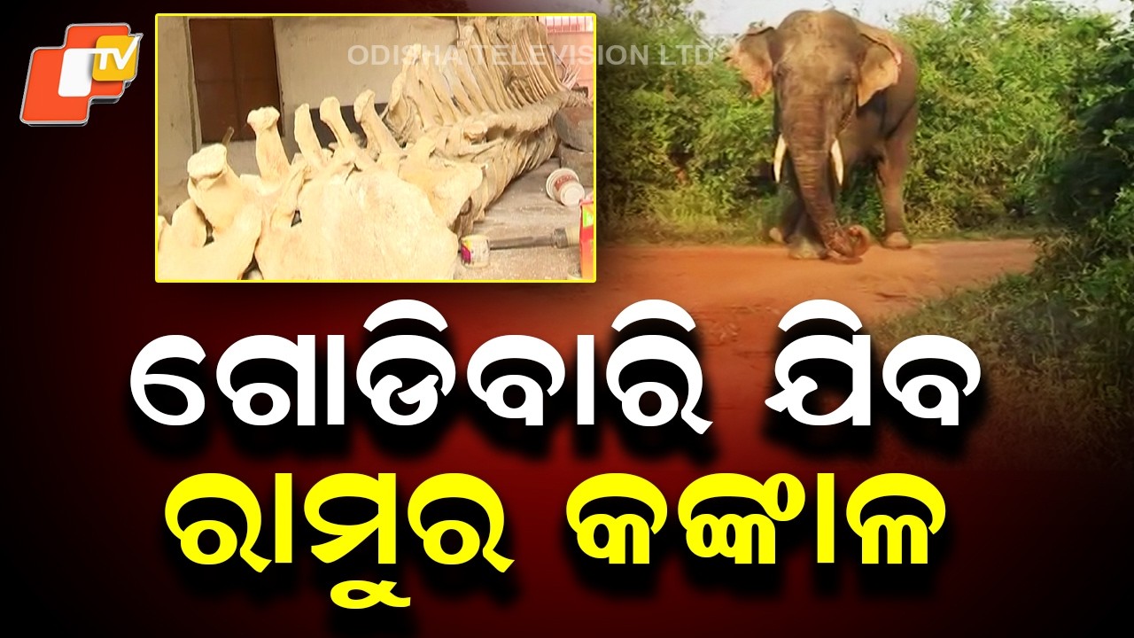 Tusker Ramu’s Skeleton to Be Shifted to Godibari After 3.5 Months