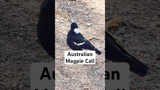 Country Magpies call, sing and look kinda different!? 🤔 #magpie #birdsounds #magpie