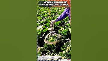 Automatic Cabbage Cutter tool: High-Speed Vegetable Harvesting Innovation