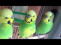 Male Budgies/Parakeets Courting Eachother And Female(Волнистых попугаев)