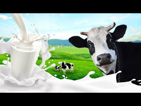 Коровы молочной породы 🐄 Какая корова дает больше молока | Молочные коровы: Породы и Характеристики