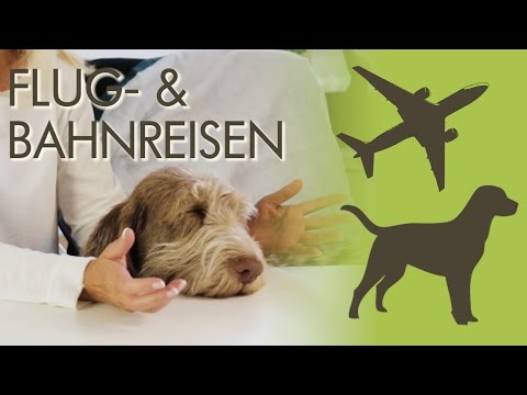 Video: Top 10 Hunderassen mit Allergien