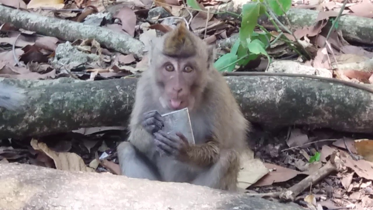 Monyet Cagar Alam Yg Suka Ngaca Youtube