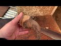 How to carve a blackthorn shillelagh handle from start to finish.