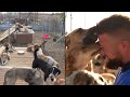 400 Street Dogs Rescued by Former Teacher