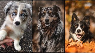 the ultimate guaid to border collies dog | training, care and fun activities #dogs by World of Animals 151 views 1 year ago 3 minutes, 6 seconds