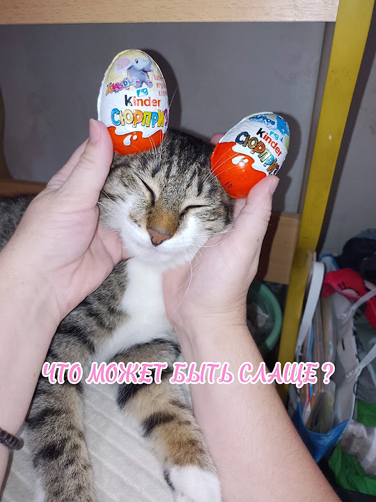 🤍 ️КИНДЕР КОТИК🤍 ️ #котики #cat #коты #котозависимость - YouTube