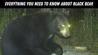 The Behavior, Biology and Life of a Black Bear (Explained)