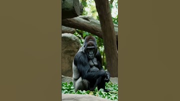 Never Do THIS Around a Gorilla!