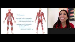 5. Muscle Actions depending on the General Muscle Location