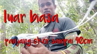 cara memikat burung tali pocong/sariwang..cm pakai mp3