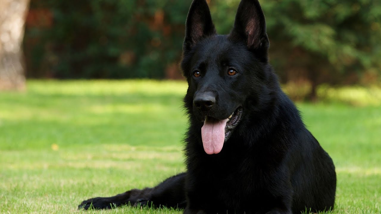 pure black german shepherd dog