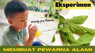 Mirip Jus Lemon !!! membuat pewarna kuning alami dari daun | @noviayaz