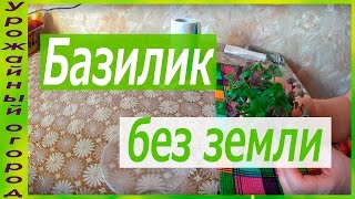 РАССАДА БАЗИЛИКА БЕЗ ЗЕМЛИ!