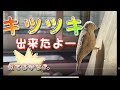 【木彫り】【手作り】キツツキ‼︎木彫りで作る動物　バードカービングNext to the Japanese white-eye is a woodpecker!  ︎
