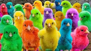 World Cute Chickens, Colorful Chickens, Rainbows Chickens, Cute Ducks, Cat, Rabbits,Cute Animals🐤🥚🐟🦆