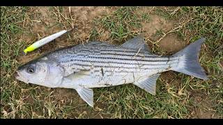Striper fishing on the Feather River Verona with Exclusive Custom Lures jerkbait. Catch and Cook