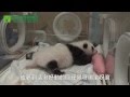 圓仔乾媽-保育員甘苦談 Daily Life Of Baby Giant Panda's Keeper