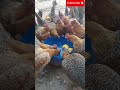 WARUZIKO UBWOROZI BW'AMATUNGO MAGUFI ARI UMUSHINGA WAGUKIZA MUGIHE GITO🐔🐤 NTUSABA N'IGISHORO KININI